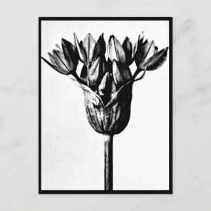 Briefkaart- fotografie-Karl Blossfeldt 13 Briefkaart
