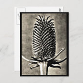 Briefkaart- Fotografie-Karl Blossfeldt 19 Briefkaart (Voorkant / Achterkant)
