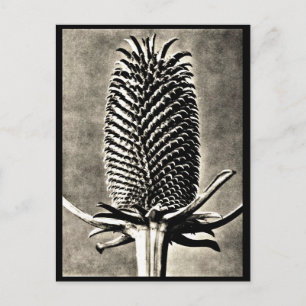 Briefkaart- Fotografie-Karl Blossfeldt 19 Briefkaart