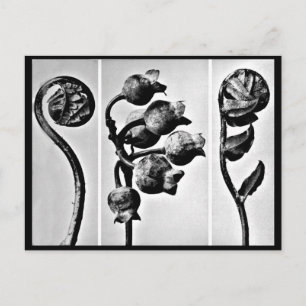 Briefkaart- Fotografie-Karl Blossfeldt 28 Briefkaart