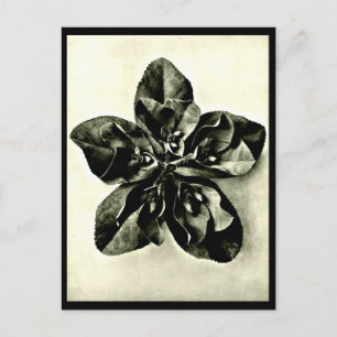Briefkaart- Fotografie-Karl Blossfeldt 48 Briefkaart