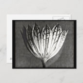 Briefkaart- Fotografie-Karl Blossfeldt 50 Briefkaart (Voorkant / Achterkant)