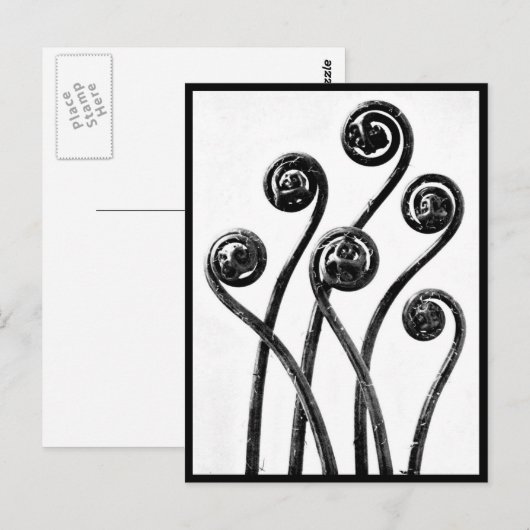 Briefkaart- fotografie-Karl Blossfeldt 8 Briefkaart (Voorkant / Achterkant)
