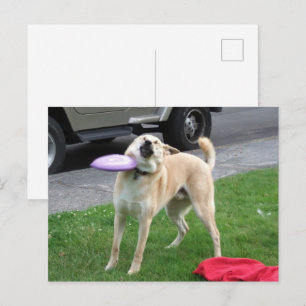 Briefkaart Frisbee Dog Meme