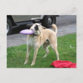 Briefkaart Frisbee Dog Meme (Voorkant)