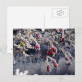 Briefkaart Frosted Berries (Voorkant / Achterkant)