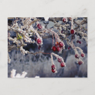 Briefkaart Frosted Berries