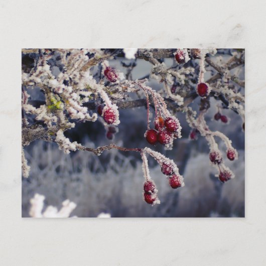 Briefkaart Frosted Berries (Voorkant)