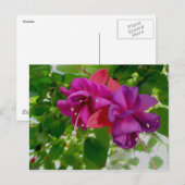 Briefkaart Fuschia (Voorkant / Achterkant)