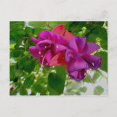 Briefkaart Fuschia (Voorkant)
