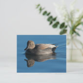 Briefkaart Gadwall (Staand voorkant)