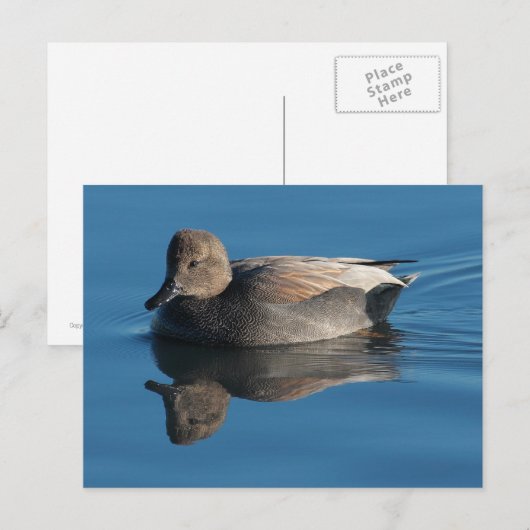 Briefkaart Gadwall (Voorkant / Achterkant)