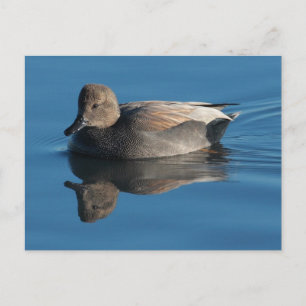 Briefkaart Gadwall