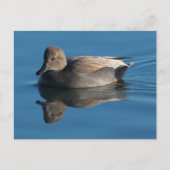 Briefkaart Gadwall (Voorkant)