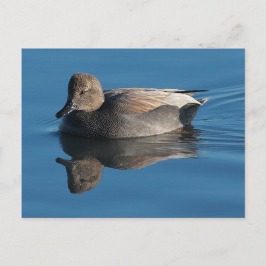Briefkaart Gadwall (Voorkant)