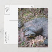 briefkaart "Gator Hugs" (Voorkant / Achterkant)