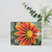 Briefkaart Gazania (Staand voorkant)