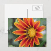 Briefkaart Gazania (Voorkant / Achterkant)
