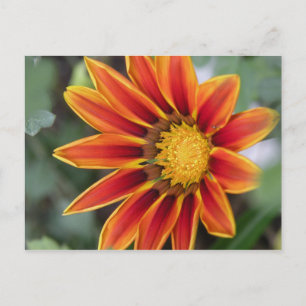 Briefkaart Gazania
