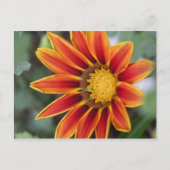 Briefkaart Gazania (Voorkant)