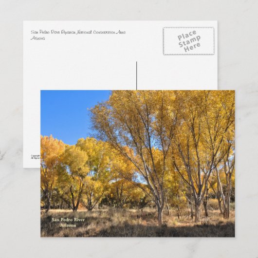 Briefkaart: geel katoenwoud briefkaart (Voorkant / Achterkant)