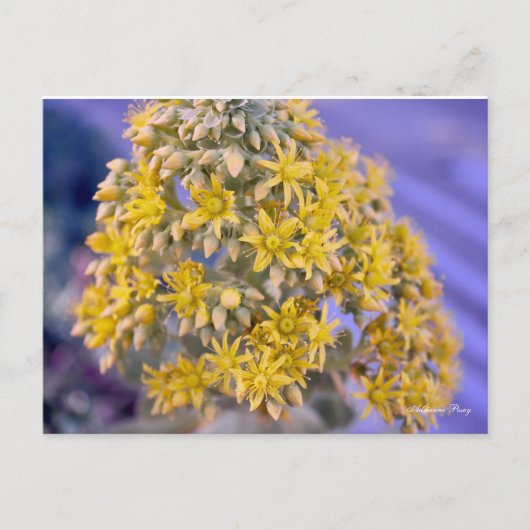 Briefkaart Gele bloemen (Voorkant)