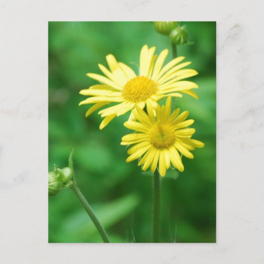 Briefkaart Gele bloemen (Voorkant)