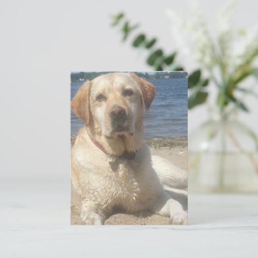 Briefkaart gele labrador Retriever (Staand voorkant)