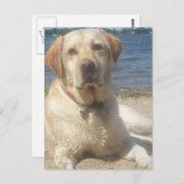 Briefkaart gele labrador Retriever (Voorkant / Achterkant)