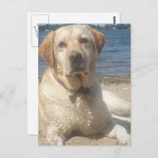 Briefkaart gele labrador Retriever (Voorkant / Achterkant)