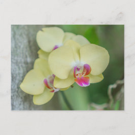 Briefkaart - Gele orchidee