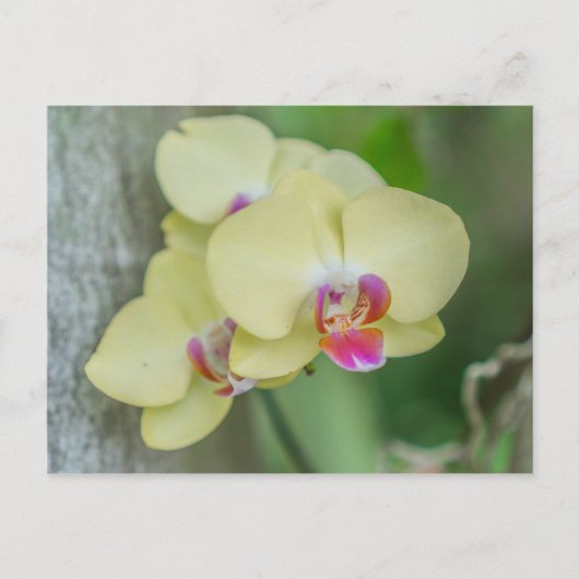 Briefkaart - Gele orchidee (Voorkant)