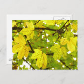 Briefkaart gele veldmantel (Voorkant / Achterkant)