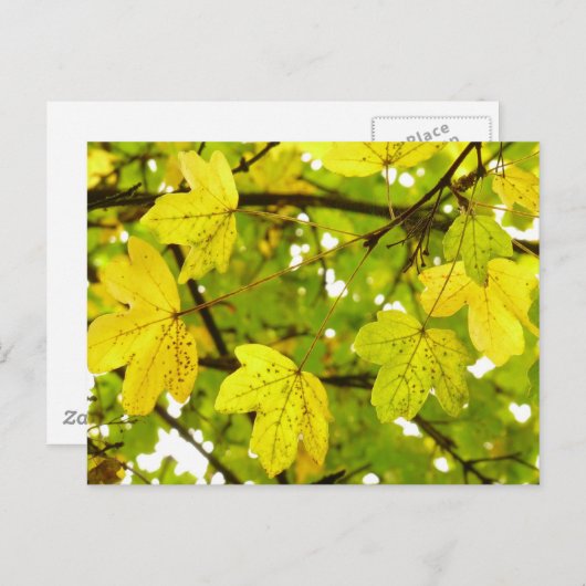 Briefkaart gele veldmantel (Voorkant / Achterkant)