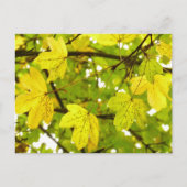 Briefkaart gele veldmantel (Voorkant)