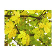 Briefkaart gele veldmantel