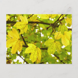 Briefkaart gele veldmantel