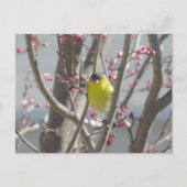 Briefkaart - Gele vink in kersenboom (Voorkant)