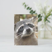 Briefkaart gemaskeerd Raccoon (Staand voorkant)