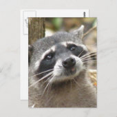 Briefkaart gemaskeerd Raccoon (Voorkant / Achterkant)