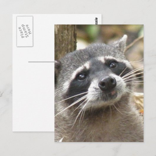Briefkaart gemaskeerd Raccoon (Voorkant / Achterkant)