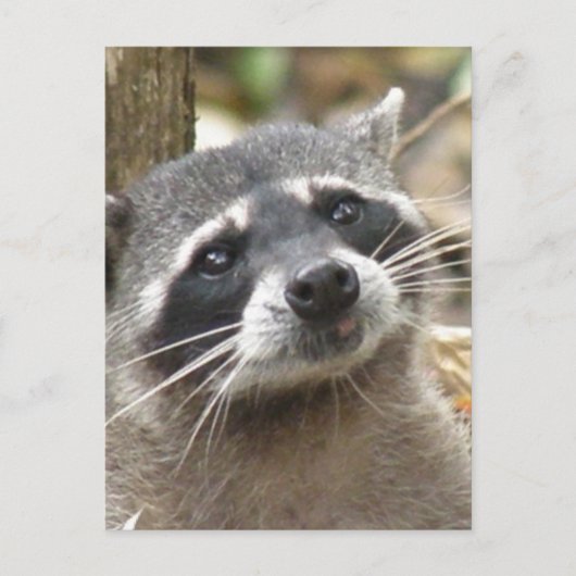 Briefkaart gemaskeerd Raccoon (Voorkant)
