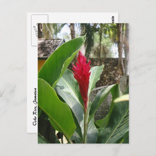 Briefkaart gemberflens (Voorkant / Achterkant)