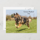 Briefkaart German Shepherd Dog Alsatian (Voorkant / Achterkant)