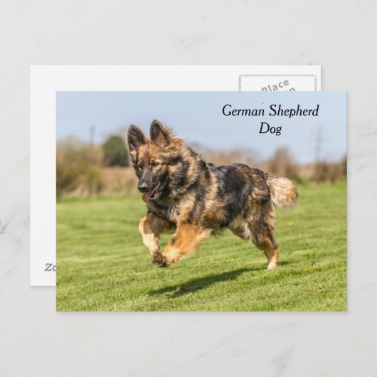 Briefkaart German Shepherd Dog Alsatian (Voorkant / Achterkant)