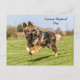 Briefkaart German Shepherd Dog Alsatian
