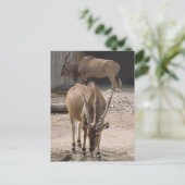 briefkaart "Giant Eland" (Staand voorkant)