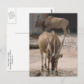 briefkaart "Giant Eland" (Voorkant / Achterkant)