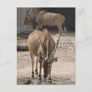 briefkaart "Giant Eland"