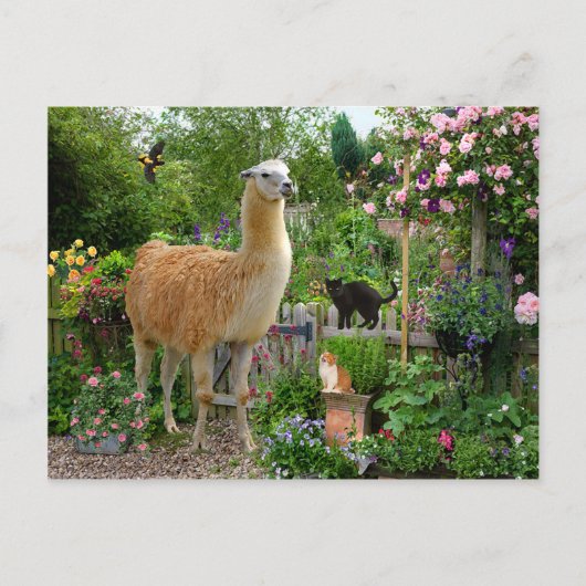 briefkaart "Gigi The Llama" (Voorkant)